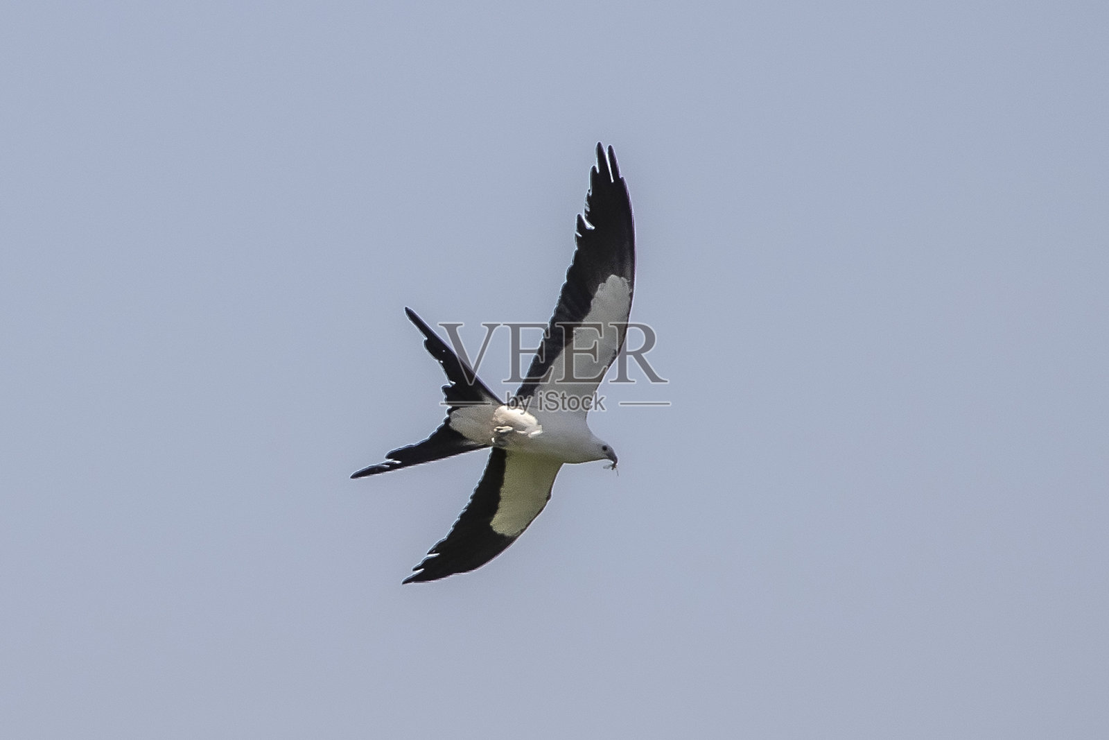 燕子尾随风筝照片摄影图片