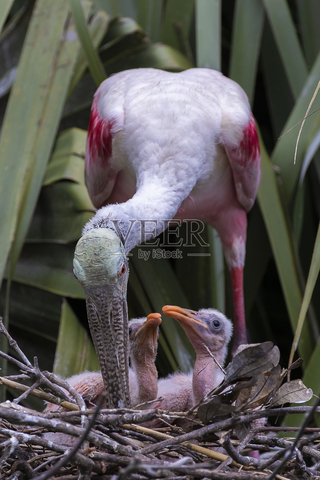 琵鹭照片摄影图片