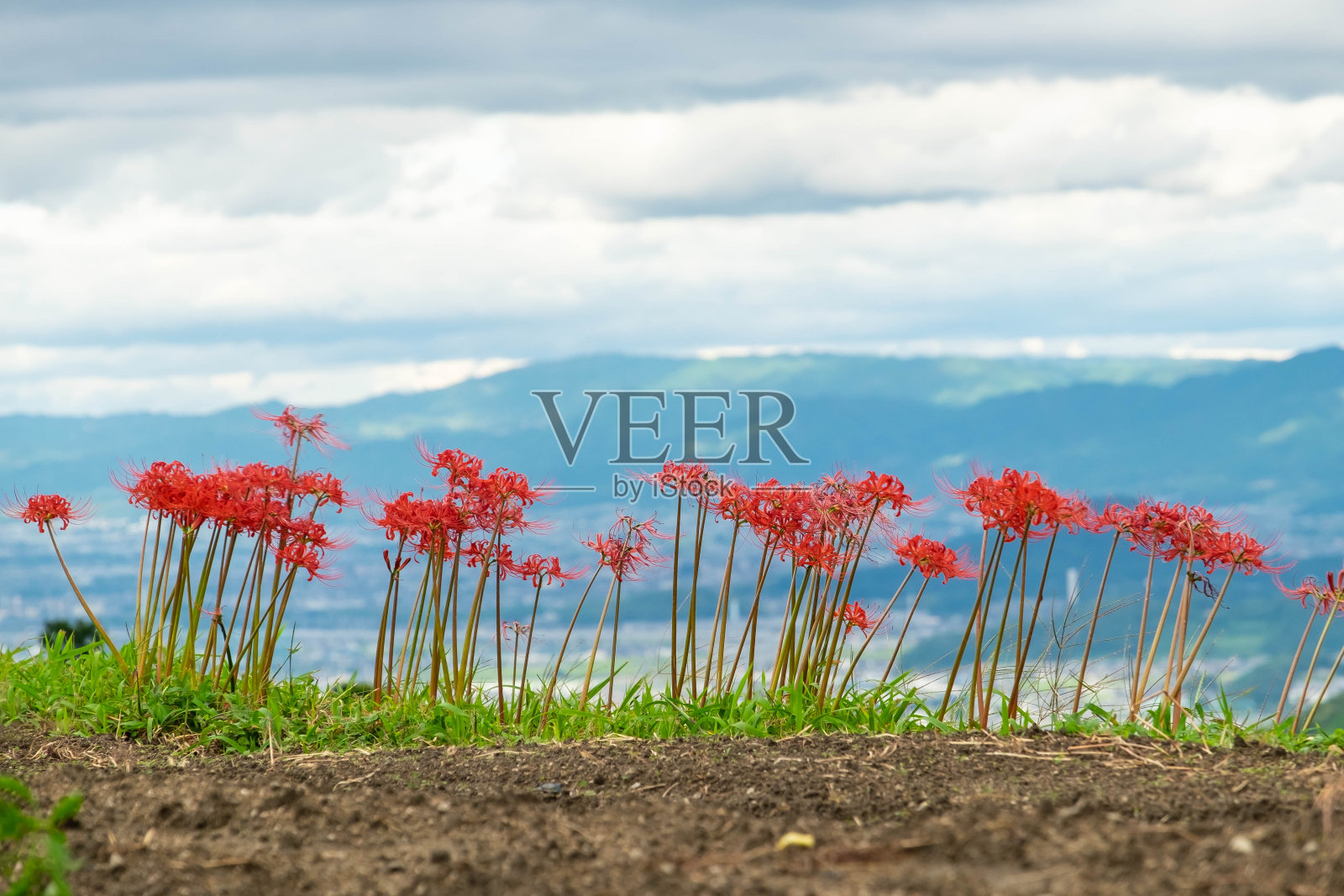 百合花盛开在一个壮观的地方照片摄影图片