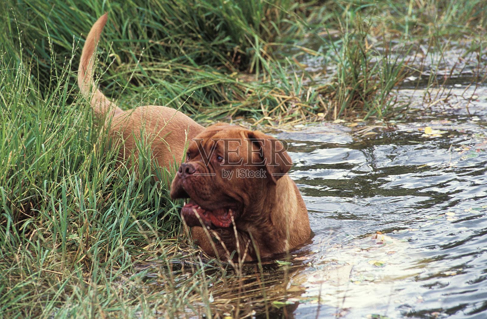 波尔多獒犬下水照片摄影图片