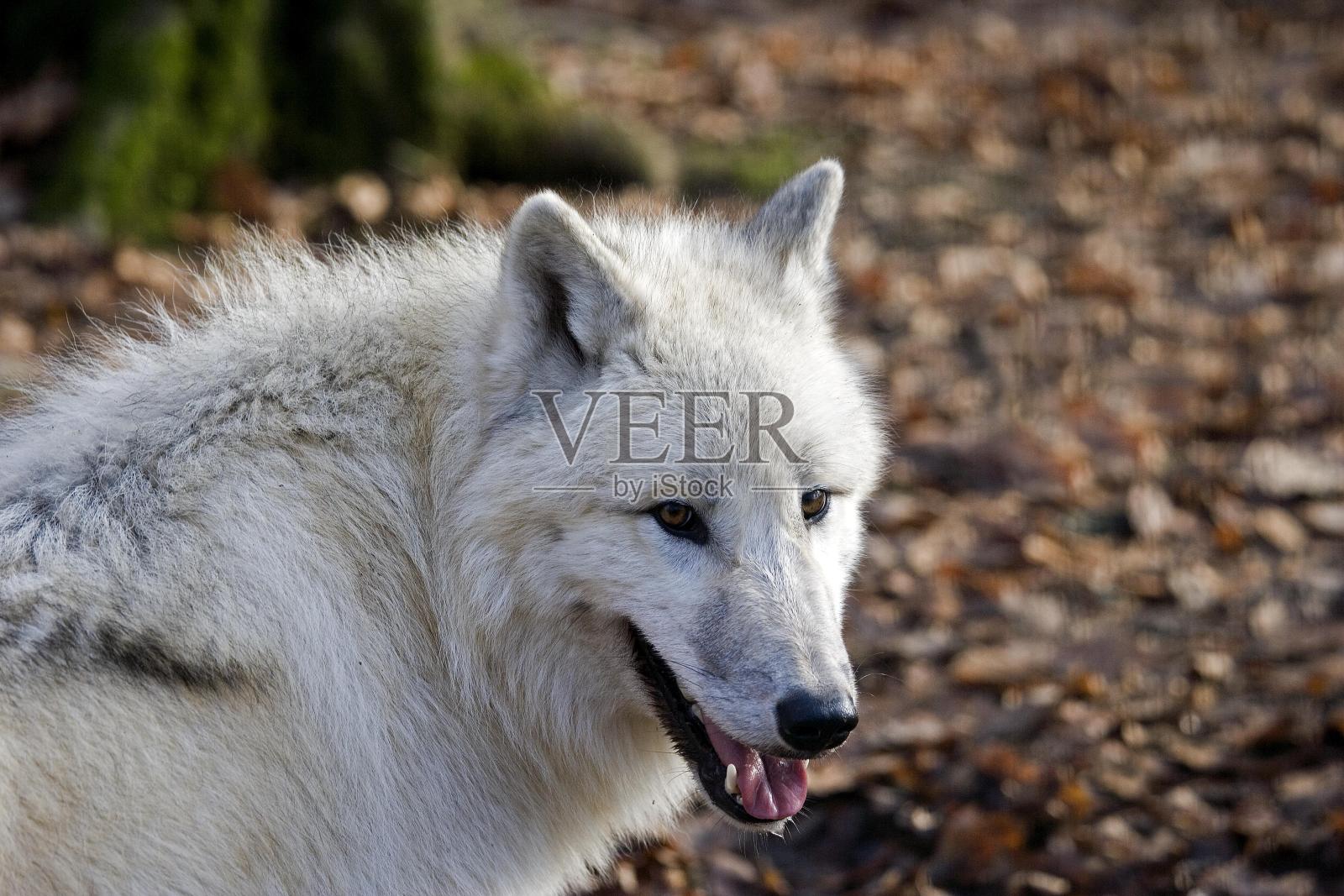 北极狼的肖像,犬狼疮苔原照片摄影图片