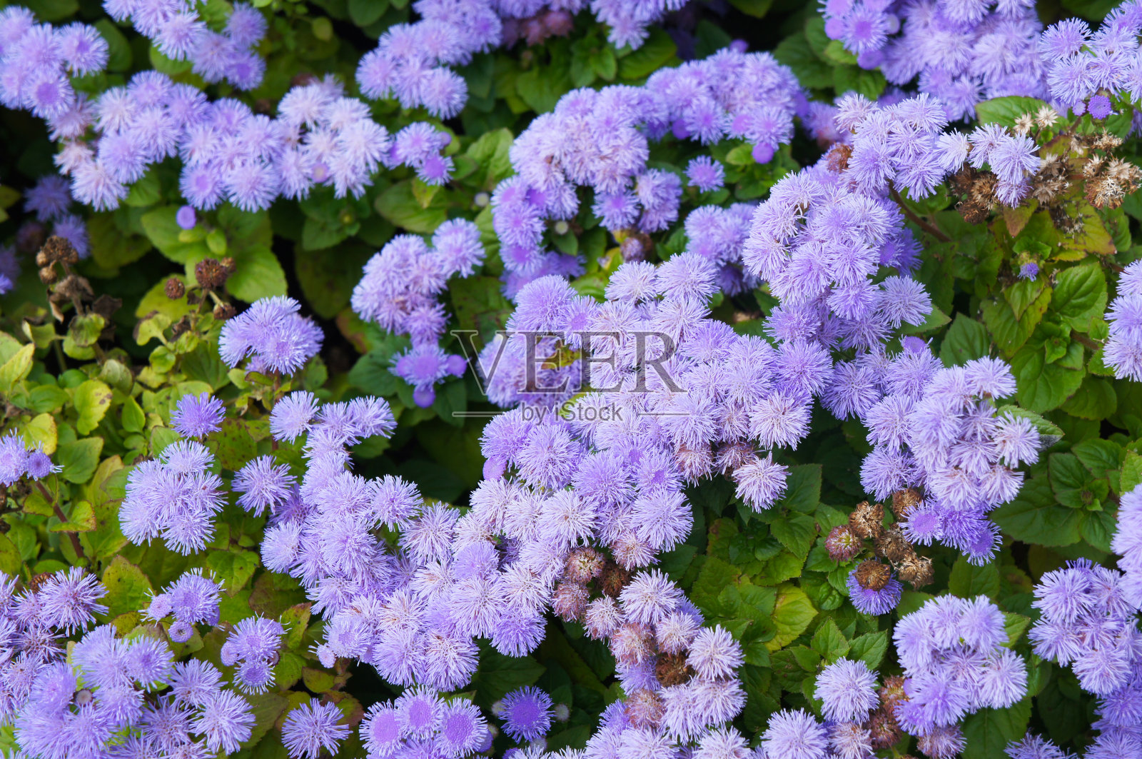 藿香或牙花蓝色花背景照片摄影图片