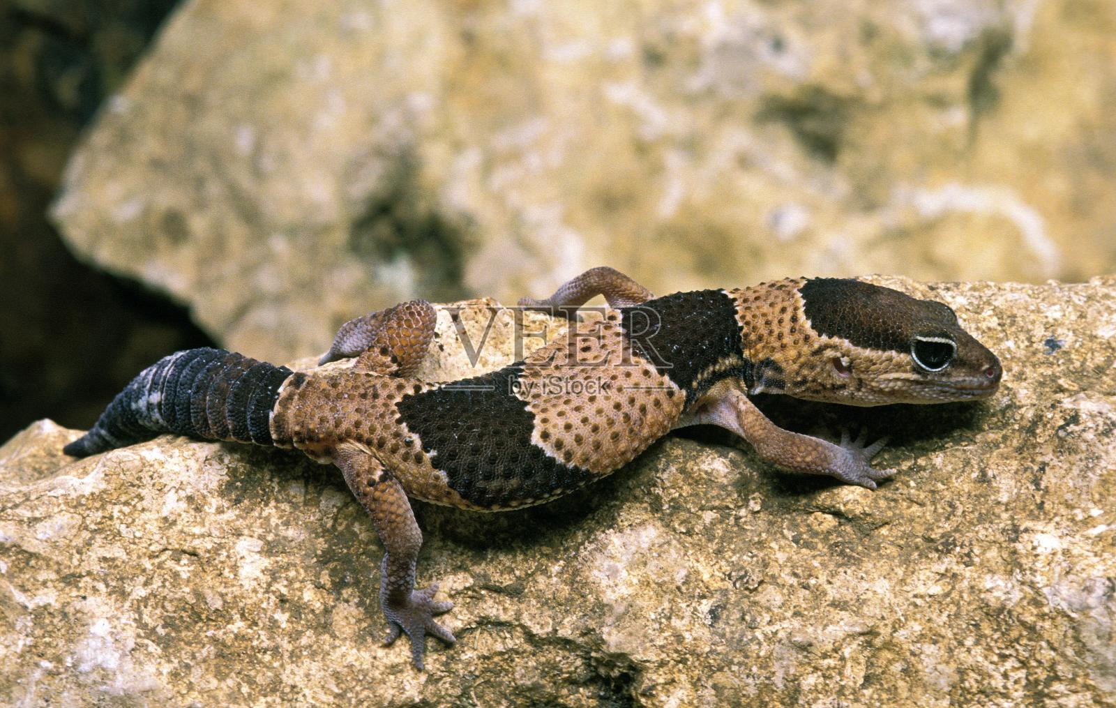 壁虎站在石头上照片摄影图片