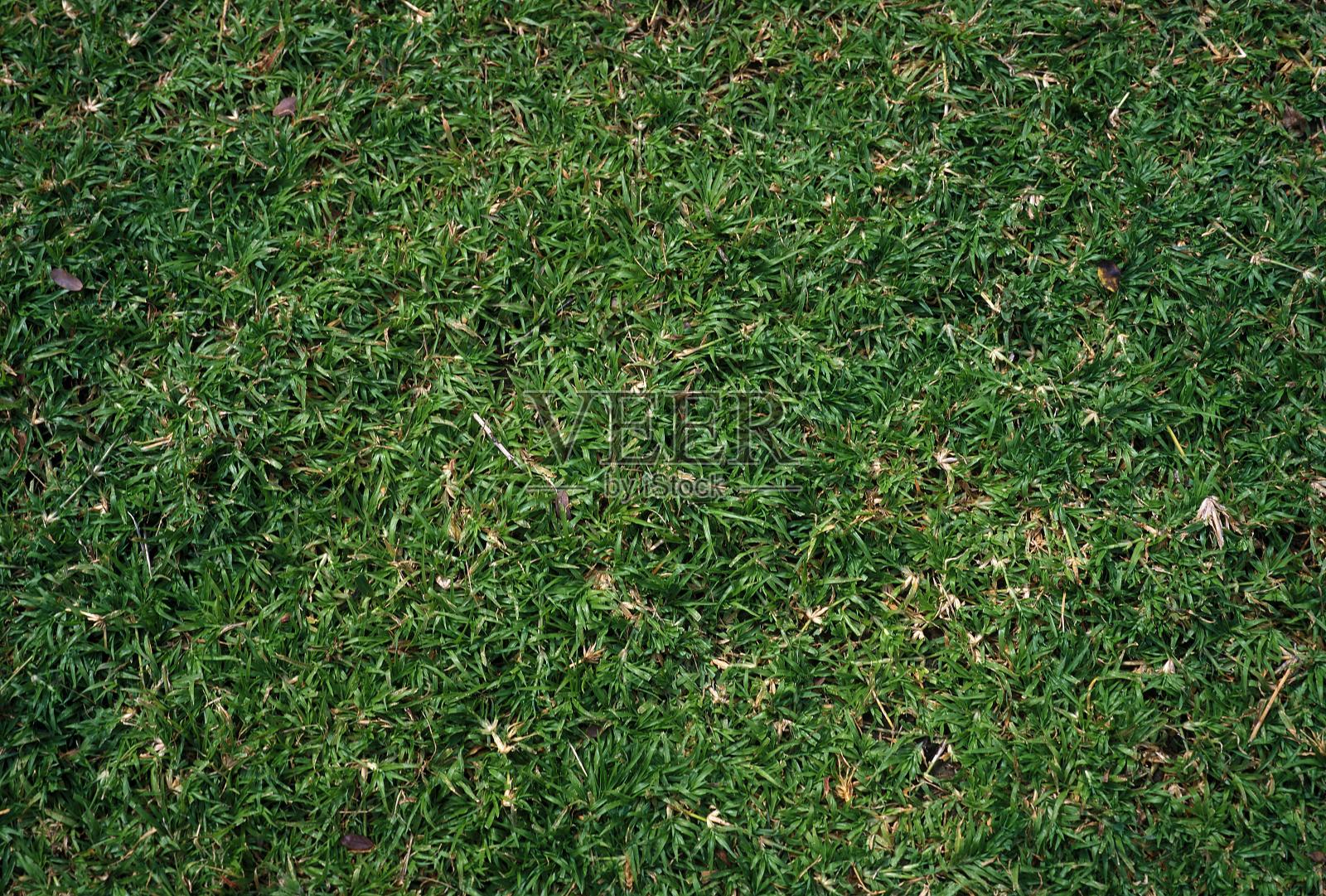 草坪特写照片摄影图片