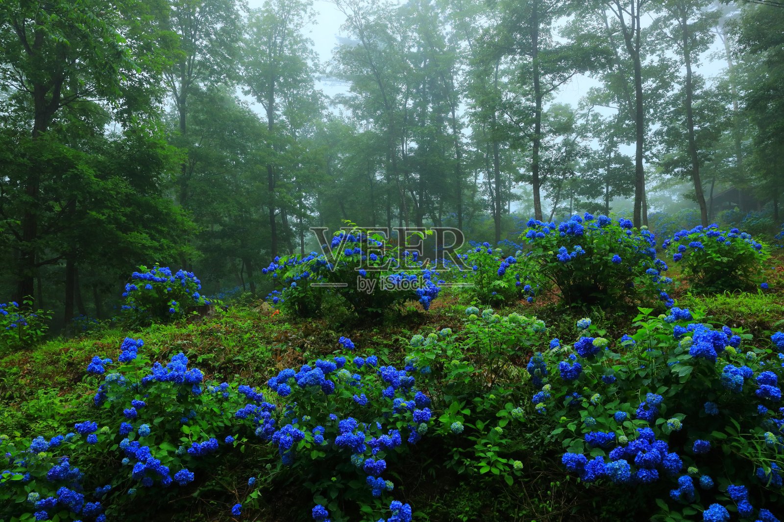 绣球花盛开在森林里照片摄影图片