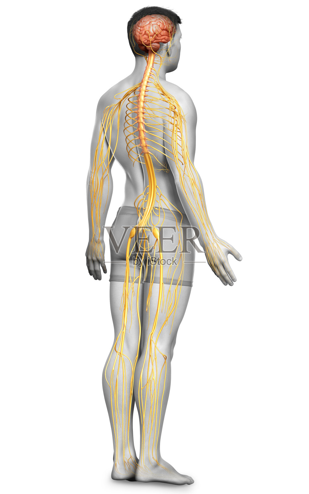 3d渲染医学上准确的男性神经系统的插图照片摄影图片