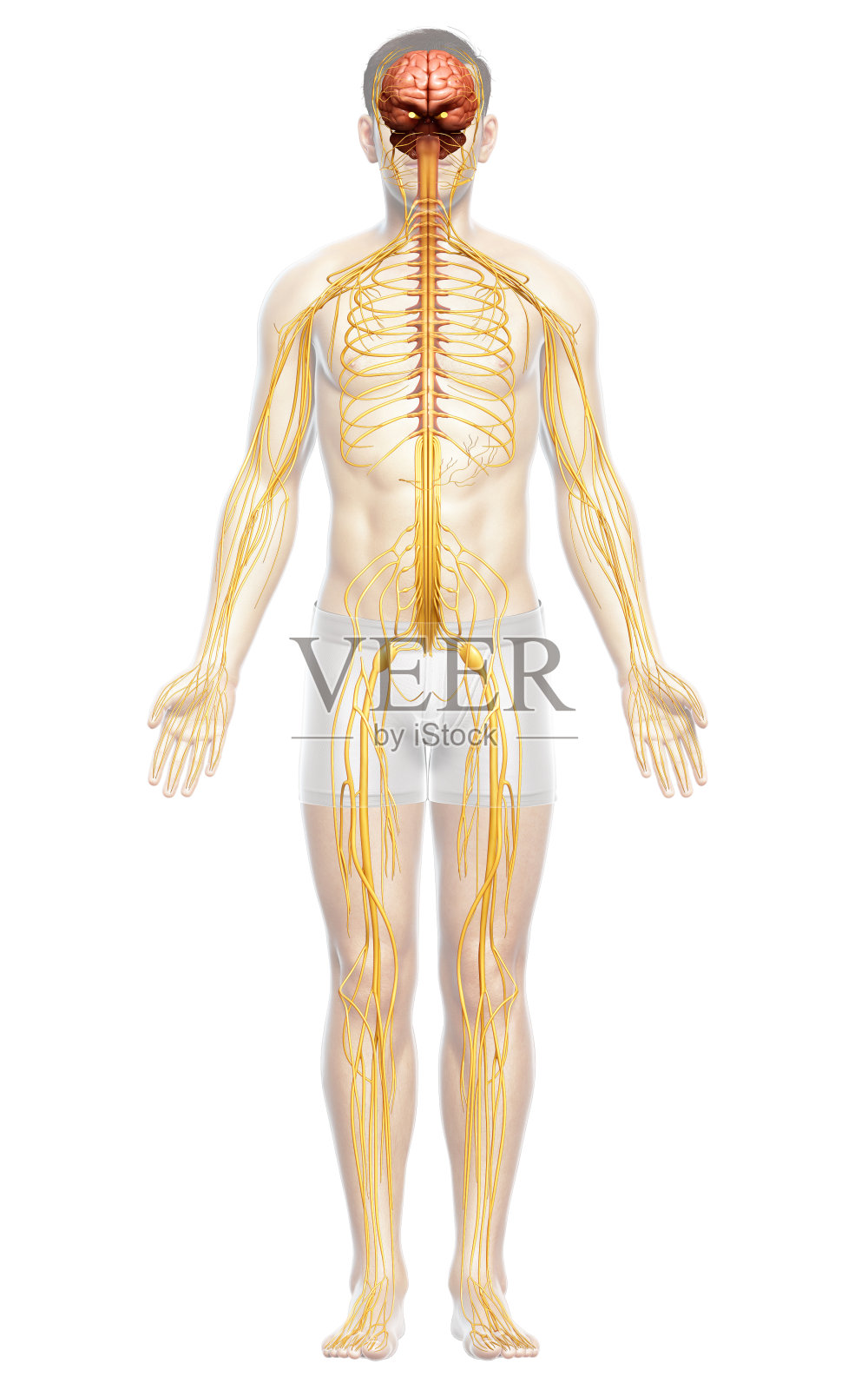 3d渲染医学上准确的男性神经系统的插图照片摄影图片