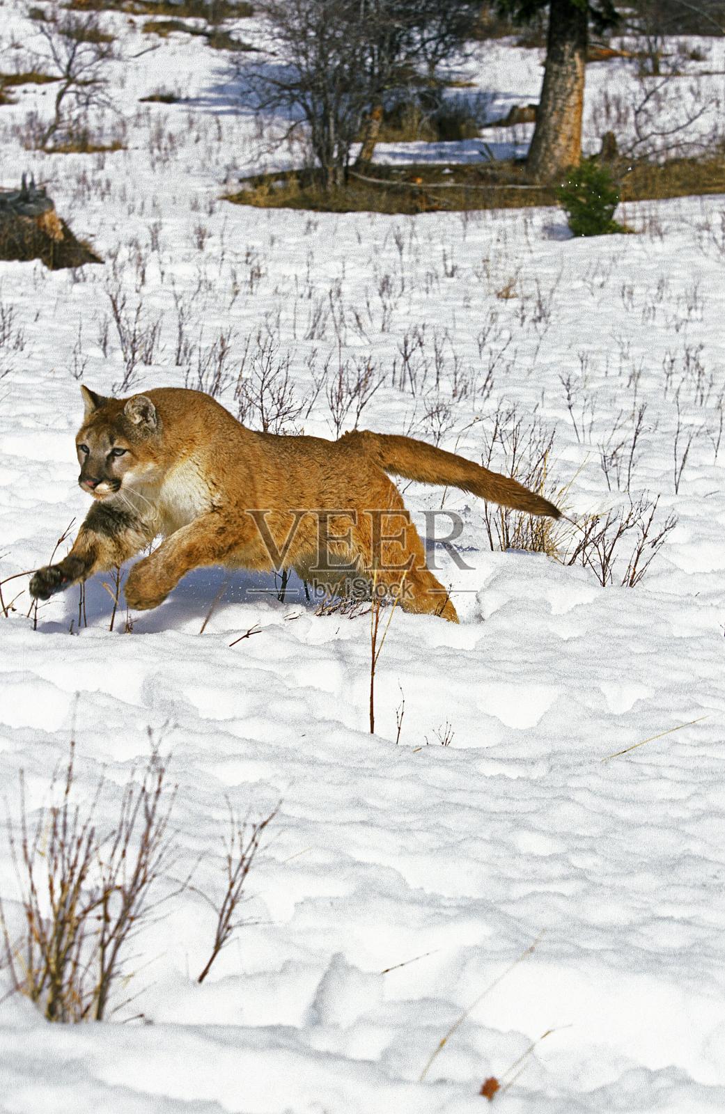 美洲狮,美洲狮,在蒙大拿的雪上奔跑照片摄影图片