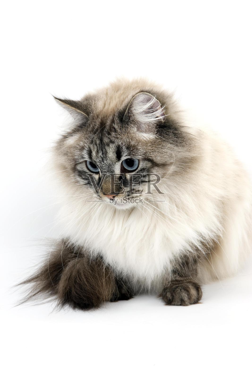 海豹虎斑角涅瓦假面舞会西伯利亚家猫,男照片摄影图片