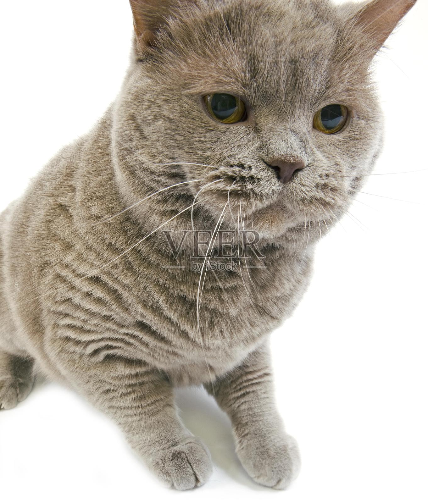 淡紫色的英国短毛家猫,白色背景下的女性照片摄影图片