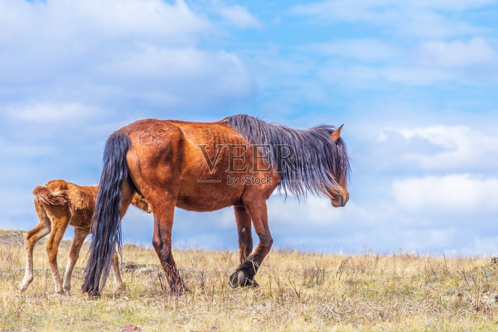 经过一个糟糕的冬季饲料,母马和小马驹筋疲力尽,吃草照片摄影图片