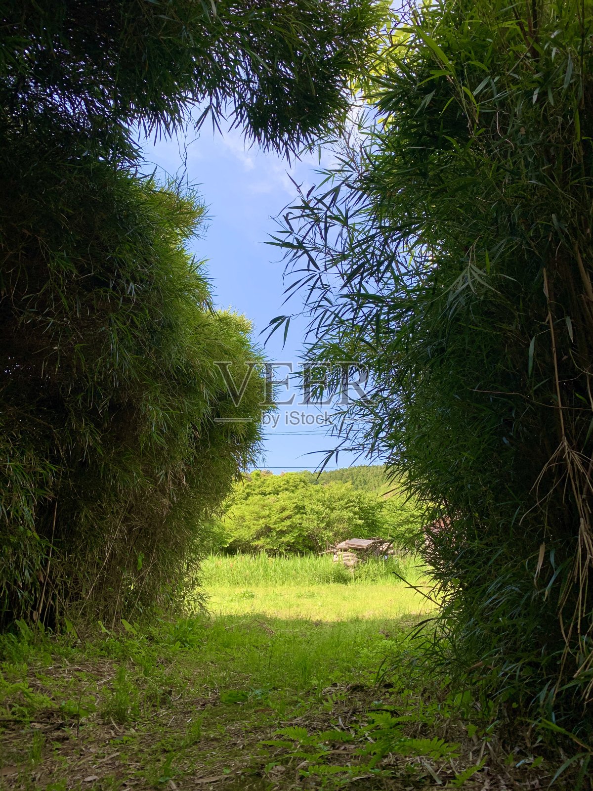 竹子的路径照片摄影图片