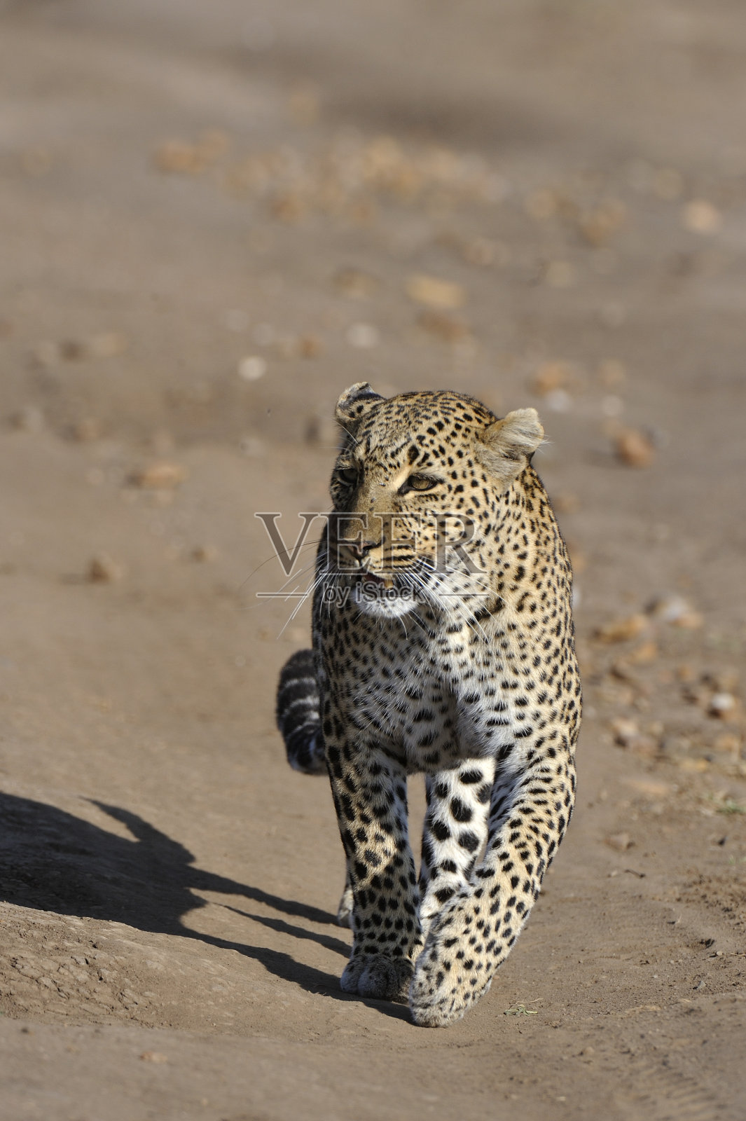 豹照片摄影图片