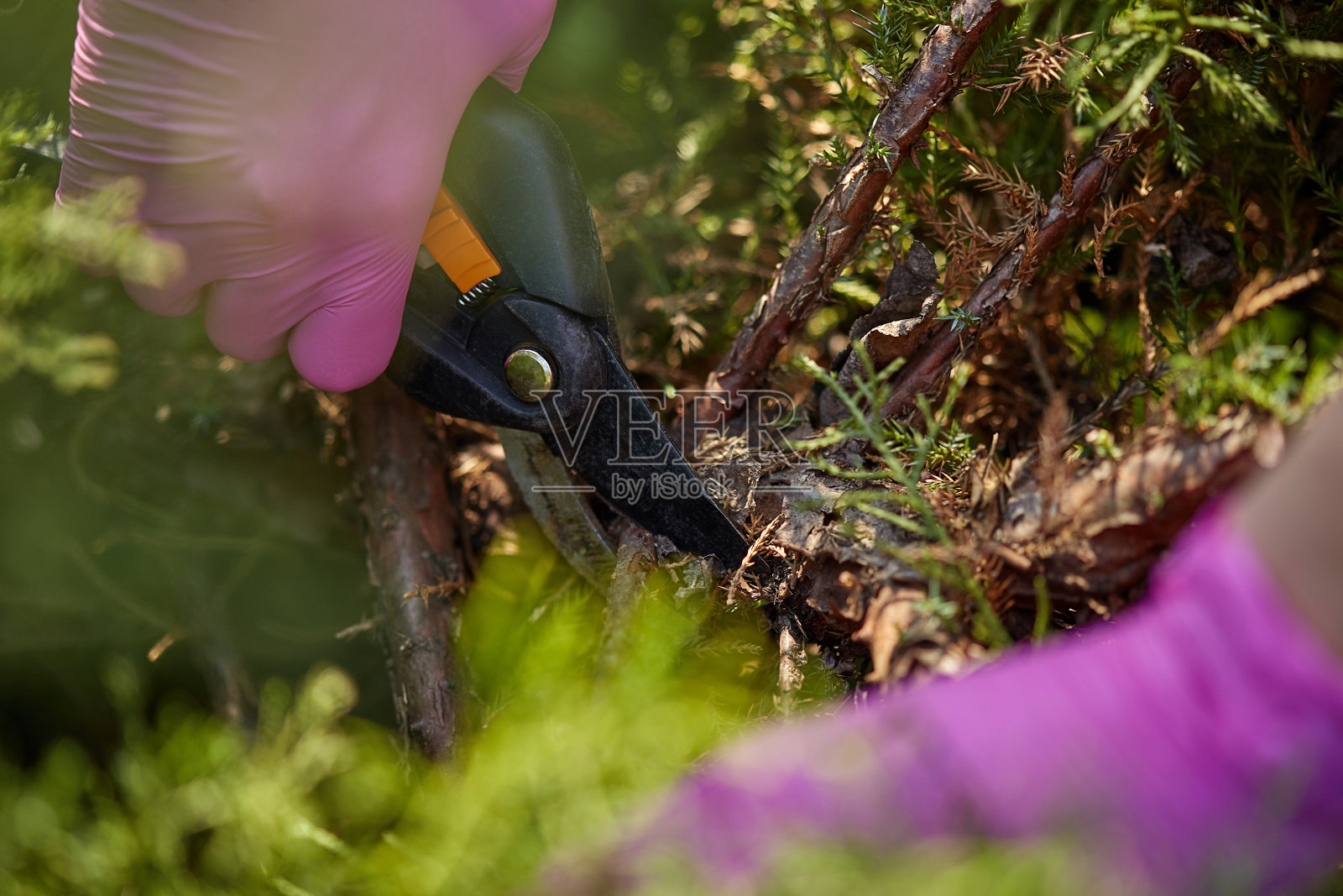 戴着粉色手套的种植者正在用修剪剪刀修剪长满绿色灌木的树枝。春天,园丁在修剪树篱。近距离照片摄影图片