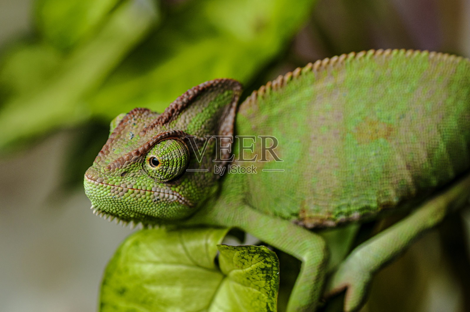 蒙着面纱的变色龙特写肖像照片摄影图片