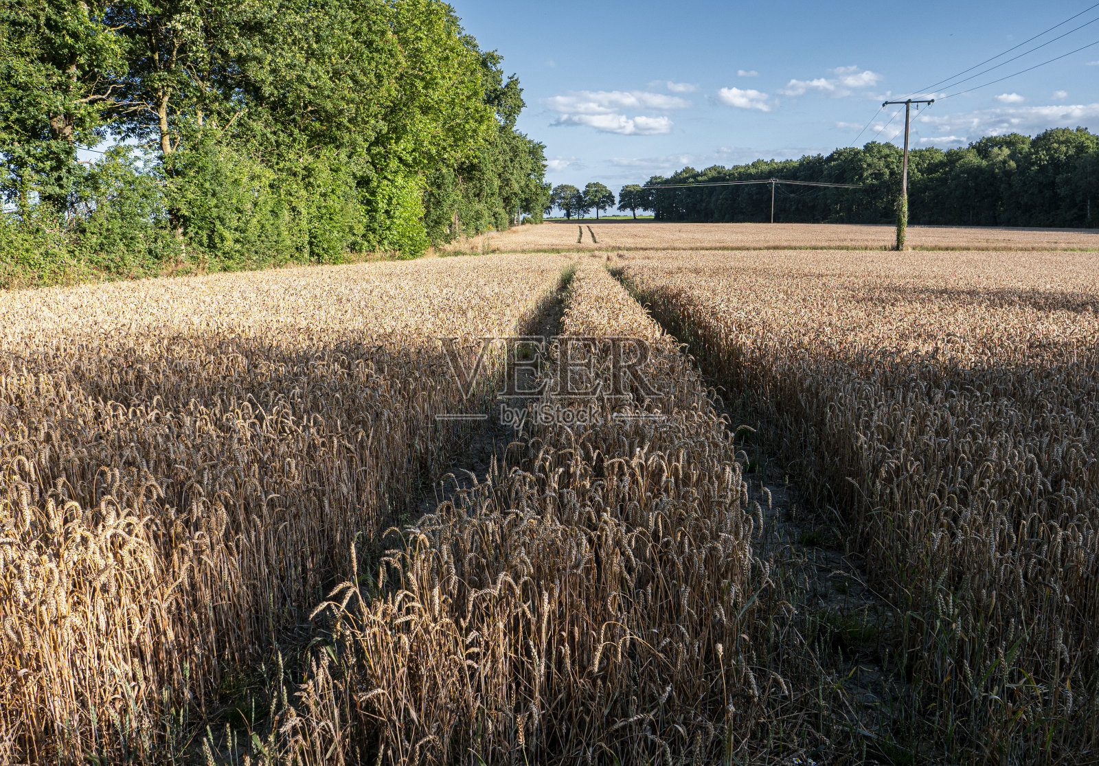 谷物照片摄影图片