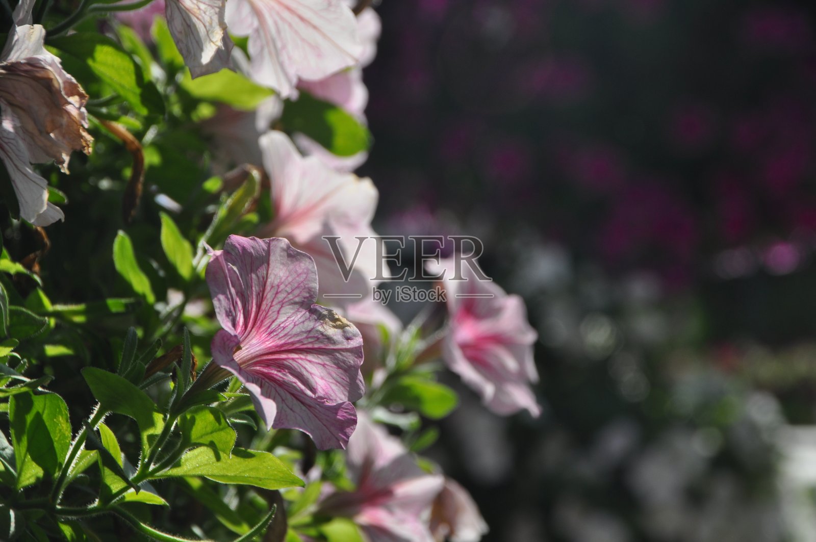 鲜花盛开照片摄影图片