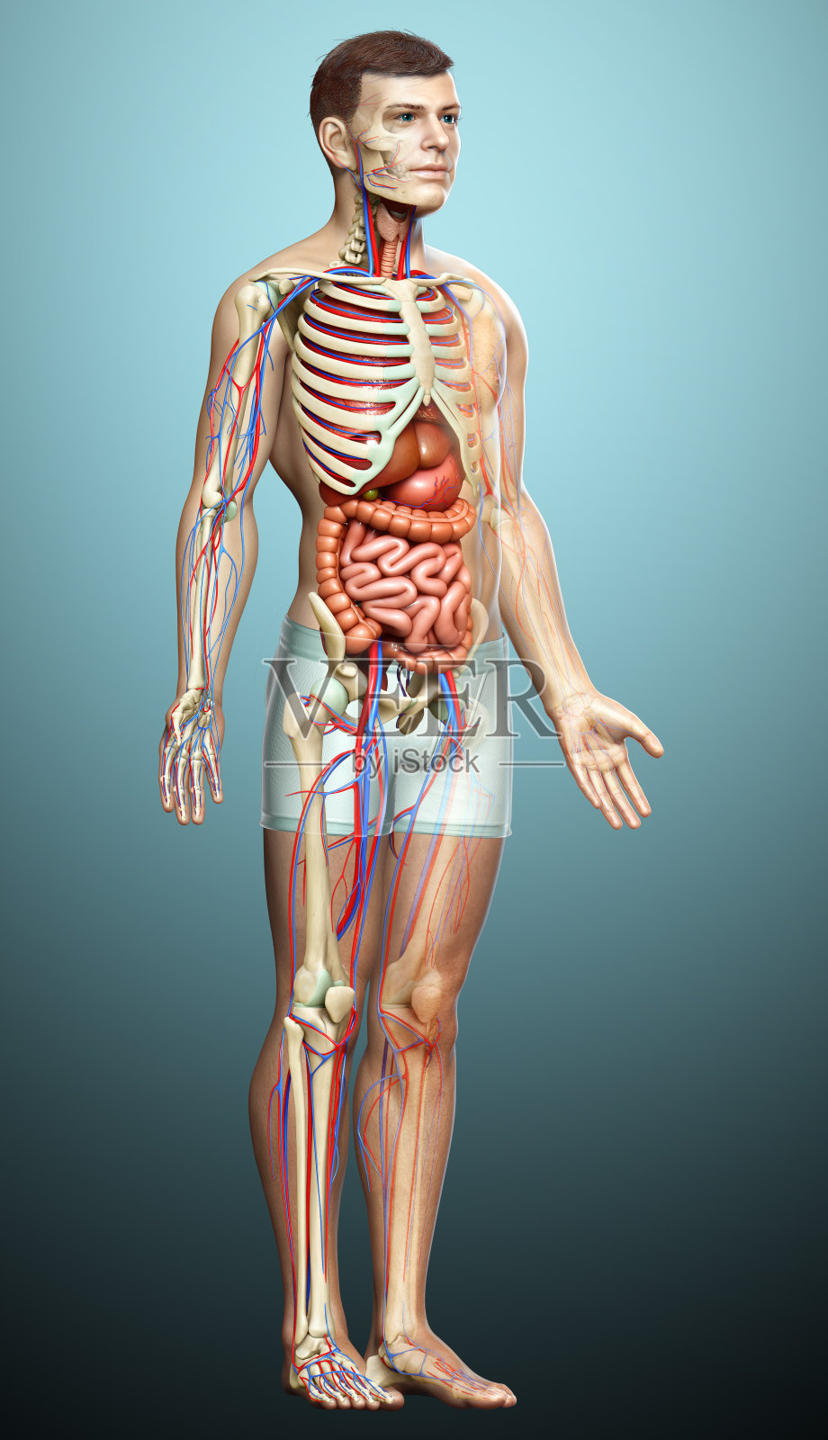 3d渲染医学精确的男性内部器官,骨骼和循环系统的插图照片摄影图片