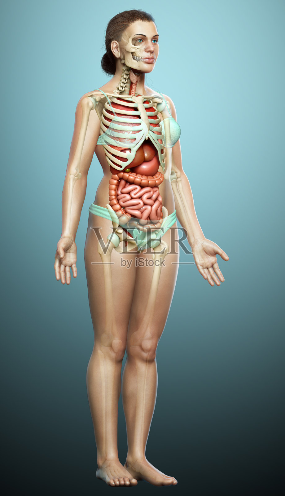 3d渲染医学上准确的女性内部器官和骨骼系统的插图照片摄影图片