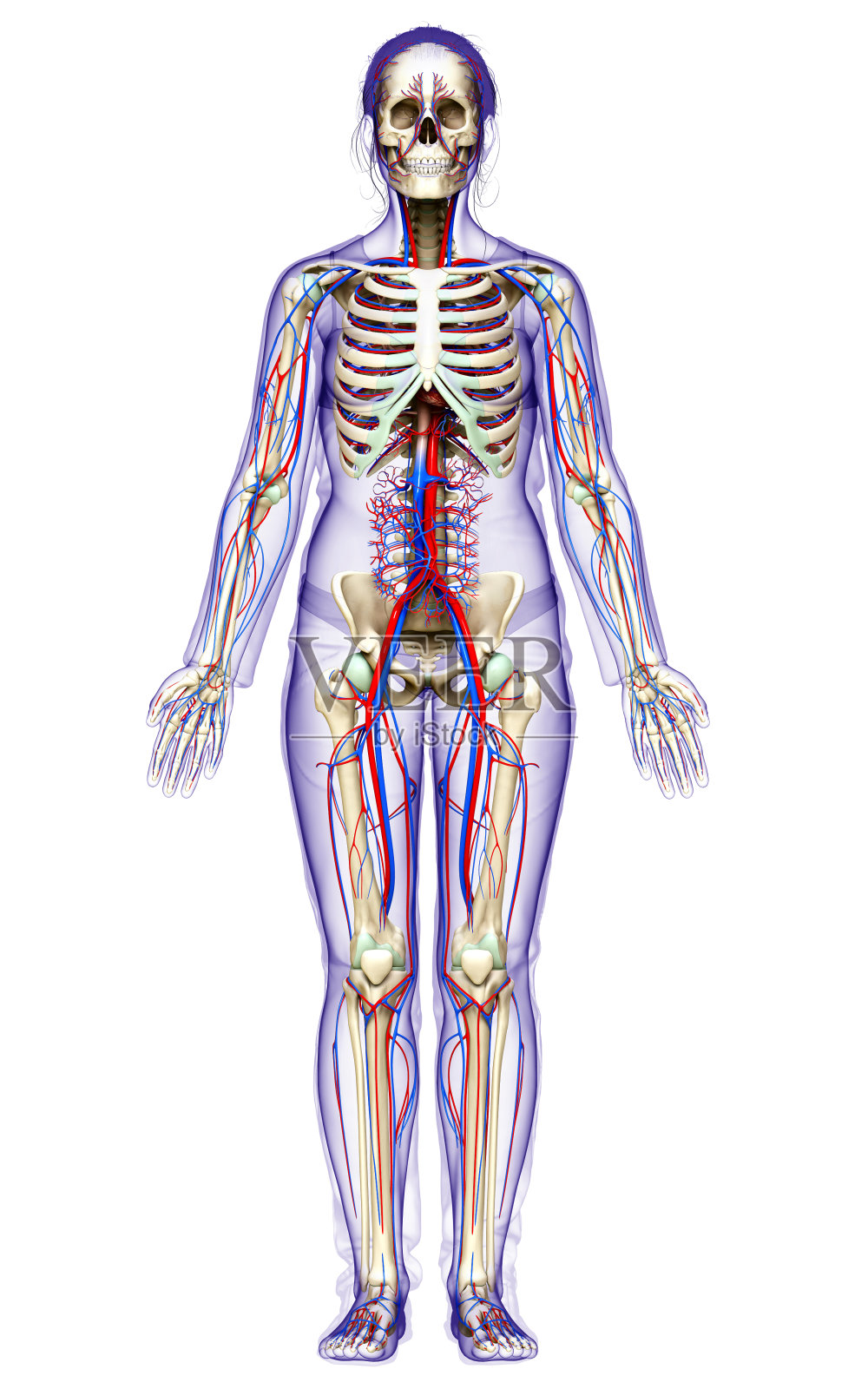 3d渲染医学上准确的女性循环和骨骼系统的插图照片摄影图片