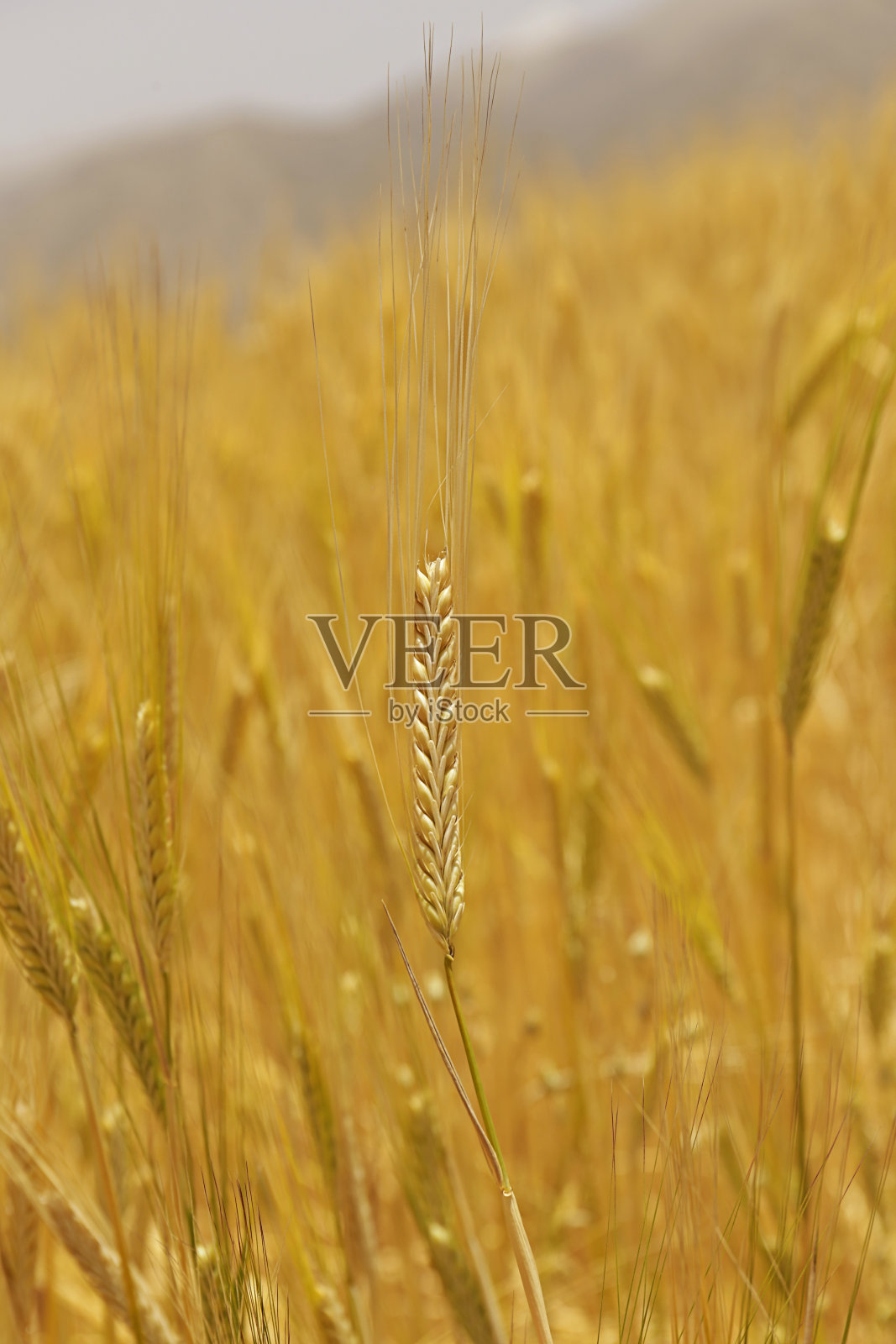 金黄色成熟的麦穗准备收割。照片摄影图片