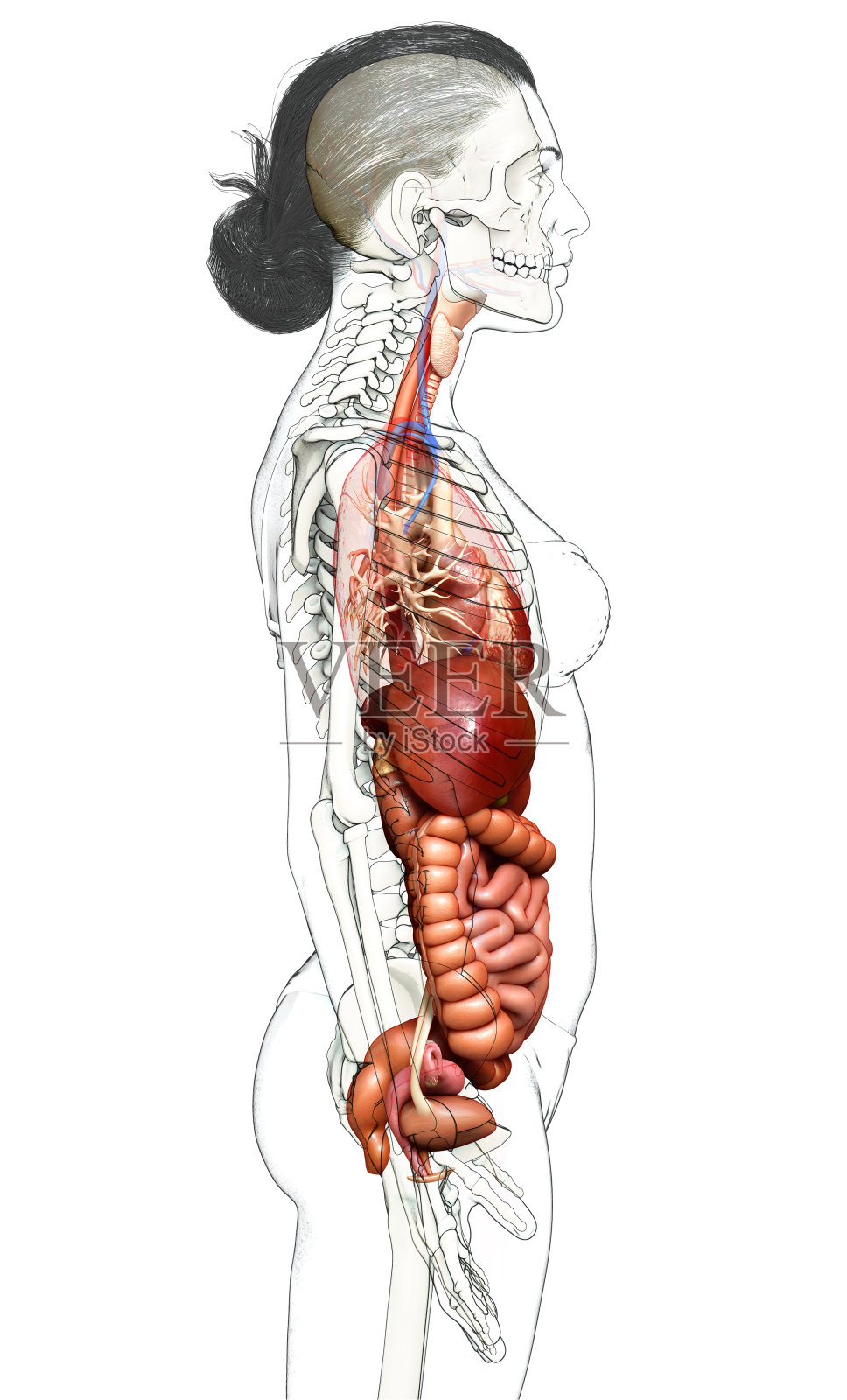 3d渲染医学上准确的女性消化系统和心脏的插图照片摄影图片