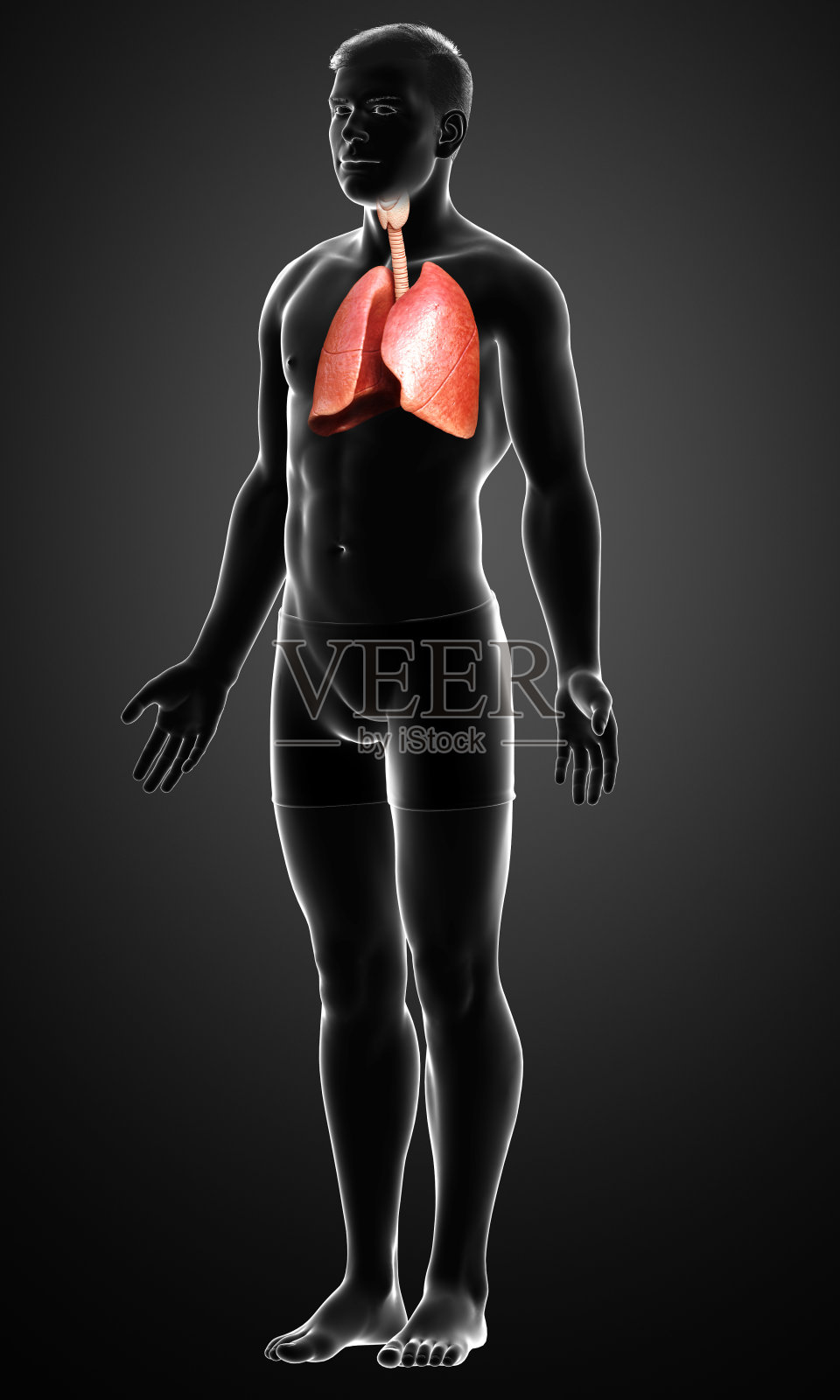 3d渲染,医学上准确的男性肺解剖的插图照片摄影图片