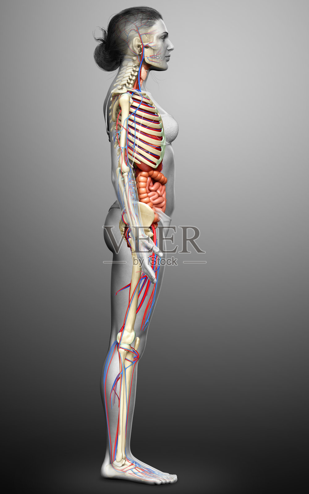 3d渲染医学上准确的女性内部器官,骨骼和循环系统的插图照片摄影图片