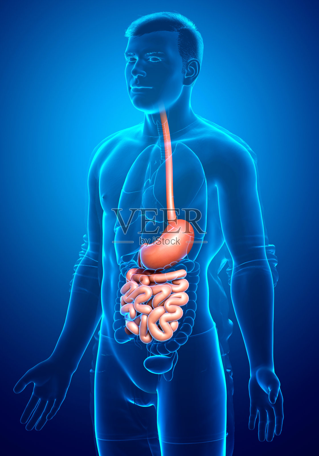 3d渲染,医学上准确的男性胃和小肠的插图照片摄影图片