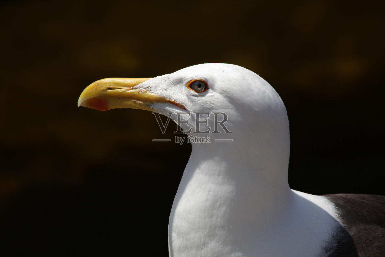 弗洛里亚诺波利斯-捕鱼和海洋照片摄影图片