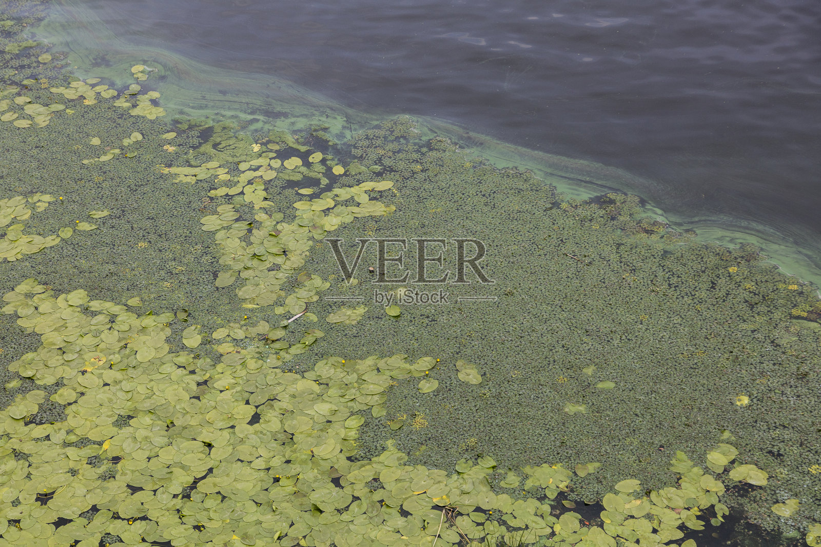 鸟瞰图池塘黄色的睡莲花,绿色的叶子,浮萍在一个夏天。由于河水停滞而造成的污染照片摄影图片