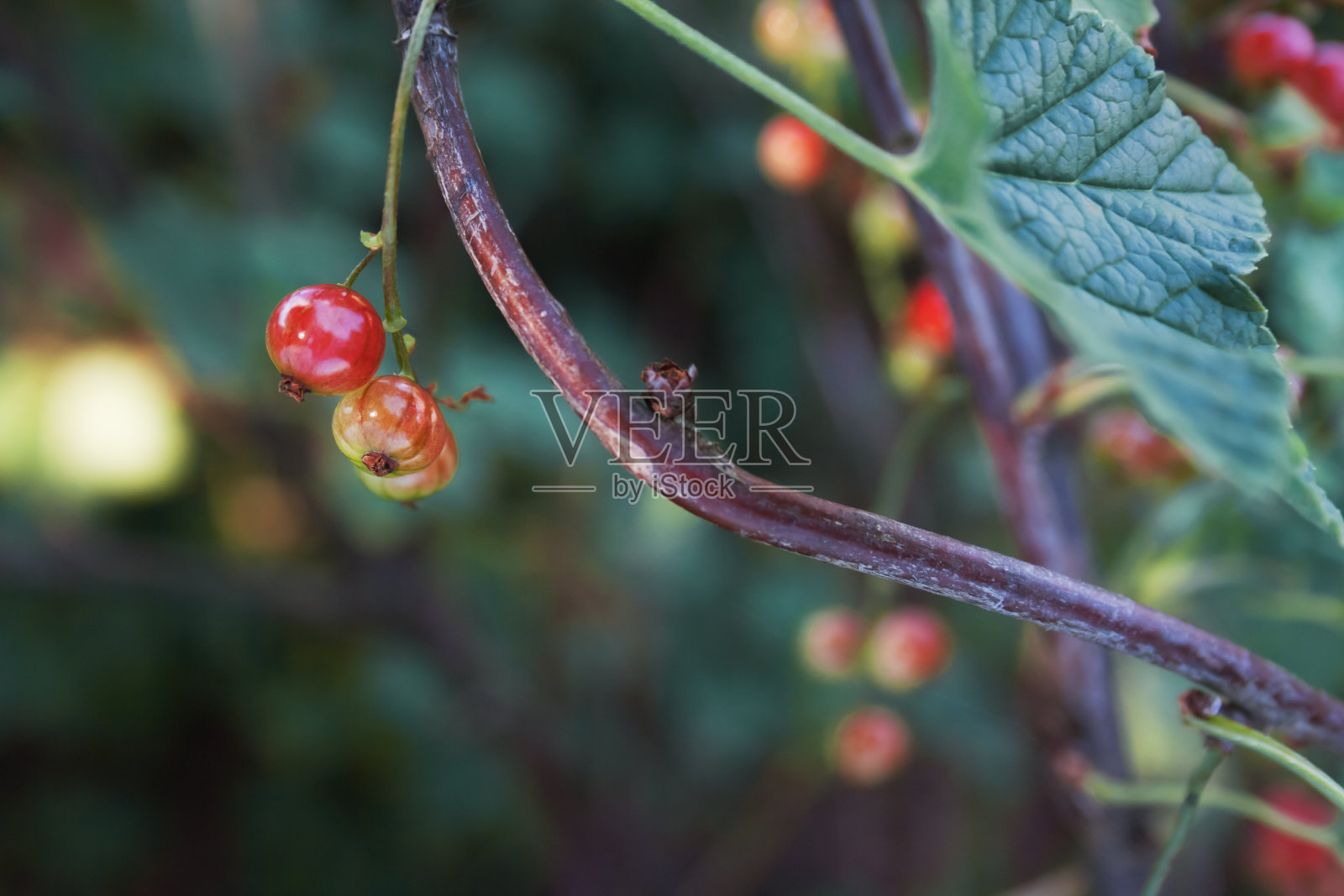在黑色背景上的成熟醋栗的小枝照片摄影图片