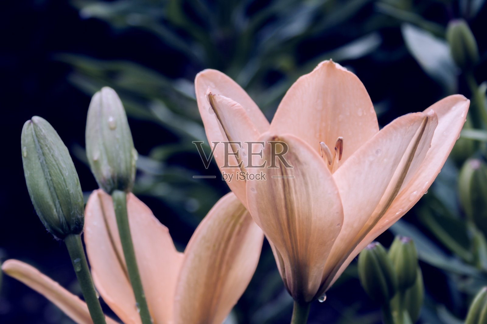 橙色花百合与蓓蕾在黑暗的黄昏背景雨后与雨滴。夏天自然花。健美的照片摄影图片