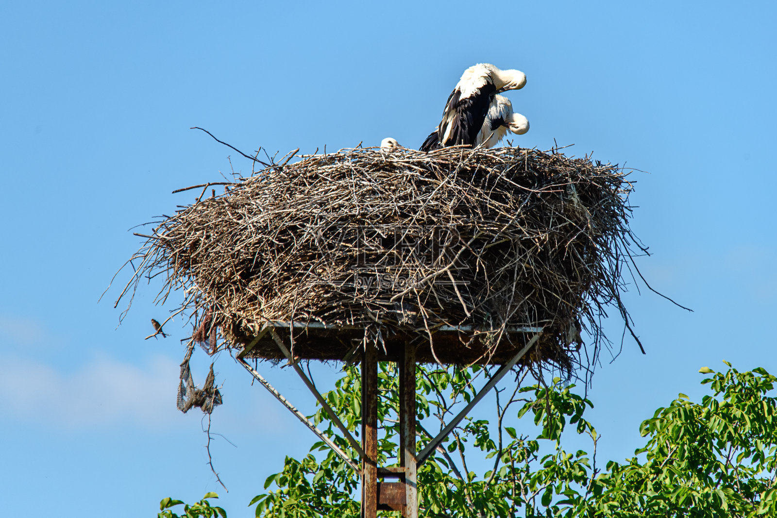 一只鹳站在他的巢上照顾他的孩子照片摄影图片