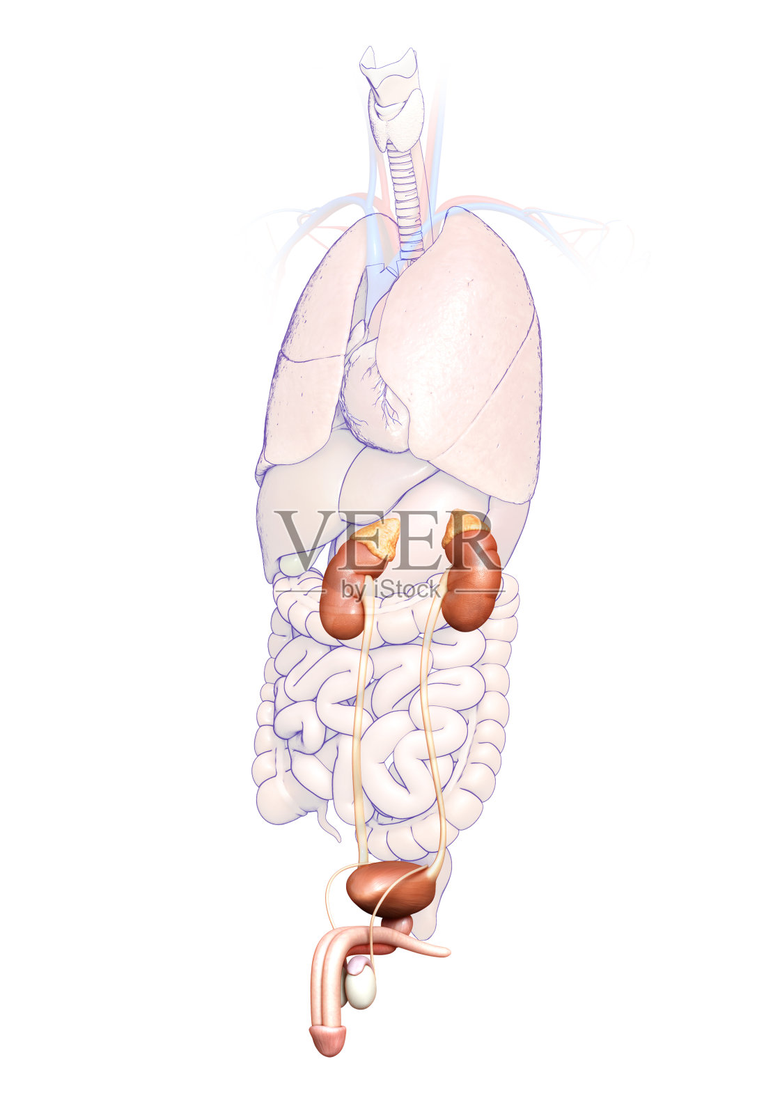 3d渲染,医学上准确的肾脏和泌尿系统的插图插画图片素材