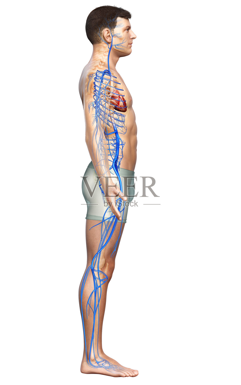3d渲染医学上准确的男性静脉解剖的插图照片摄影图片
