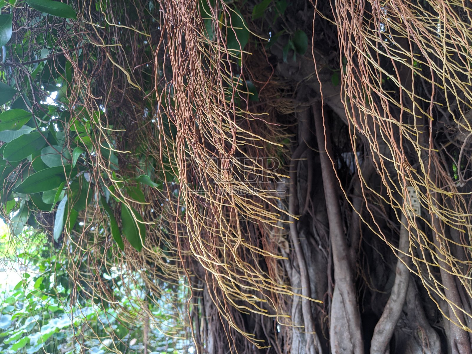 大型的古无花果树干,气生的根向下生长照片摄影图片