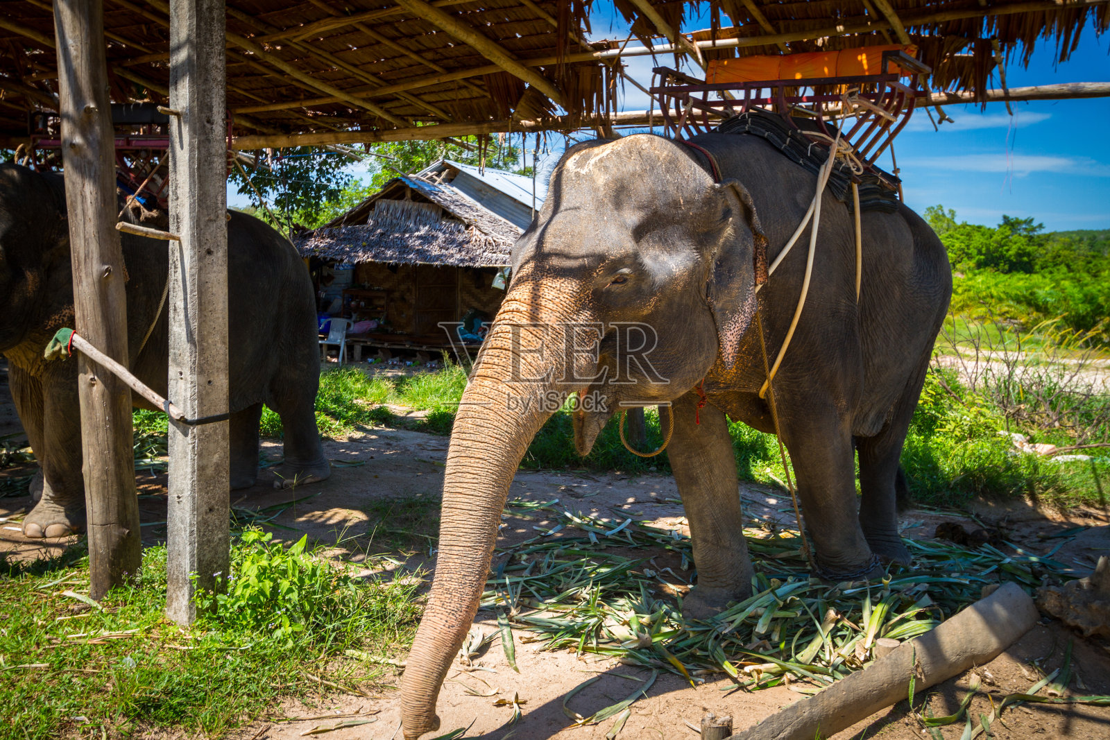 大象在考索国家公园徒步旅行后在树荫下休息照片摄影图片