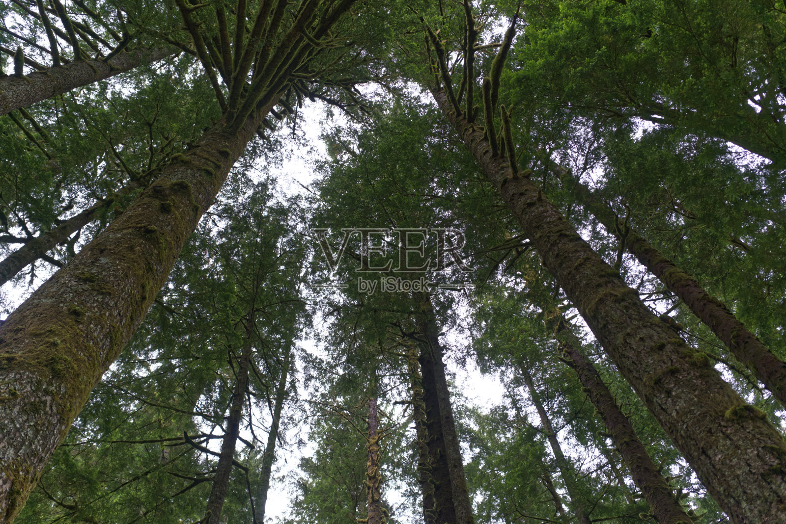 Renfrew港又名Wild Renfrew, BC照片摄影图片