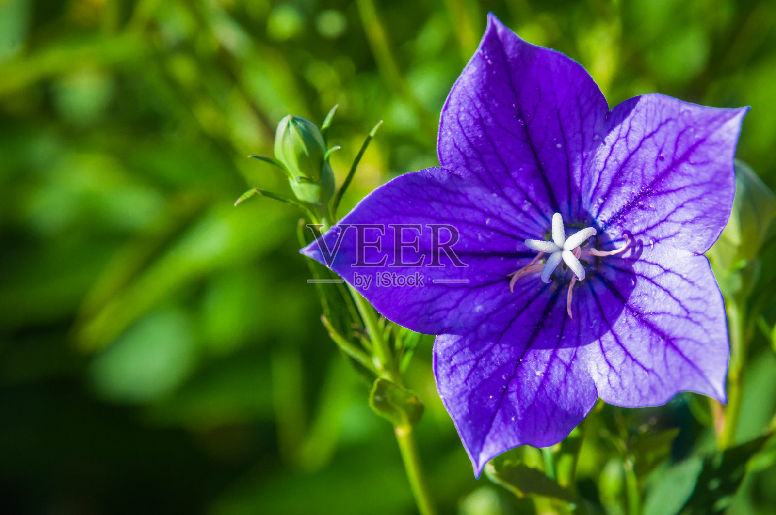 桔梗花照片摄影图片