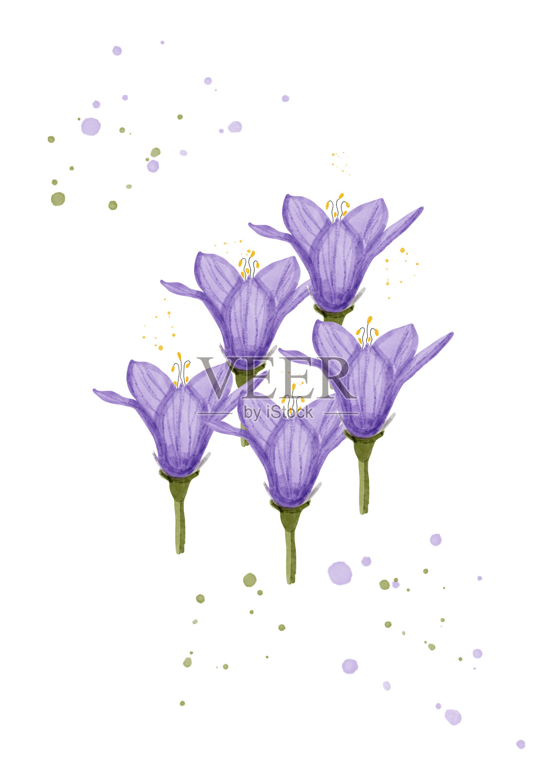 白色风信子插画图片素材