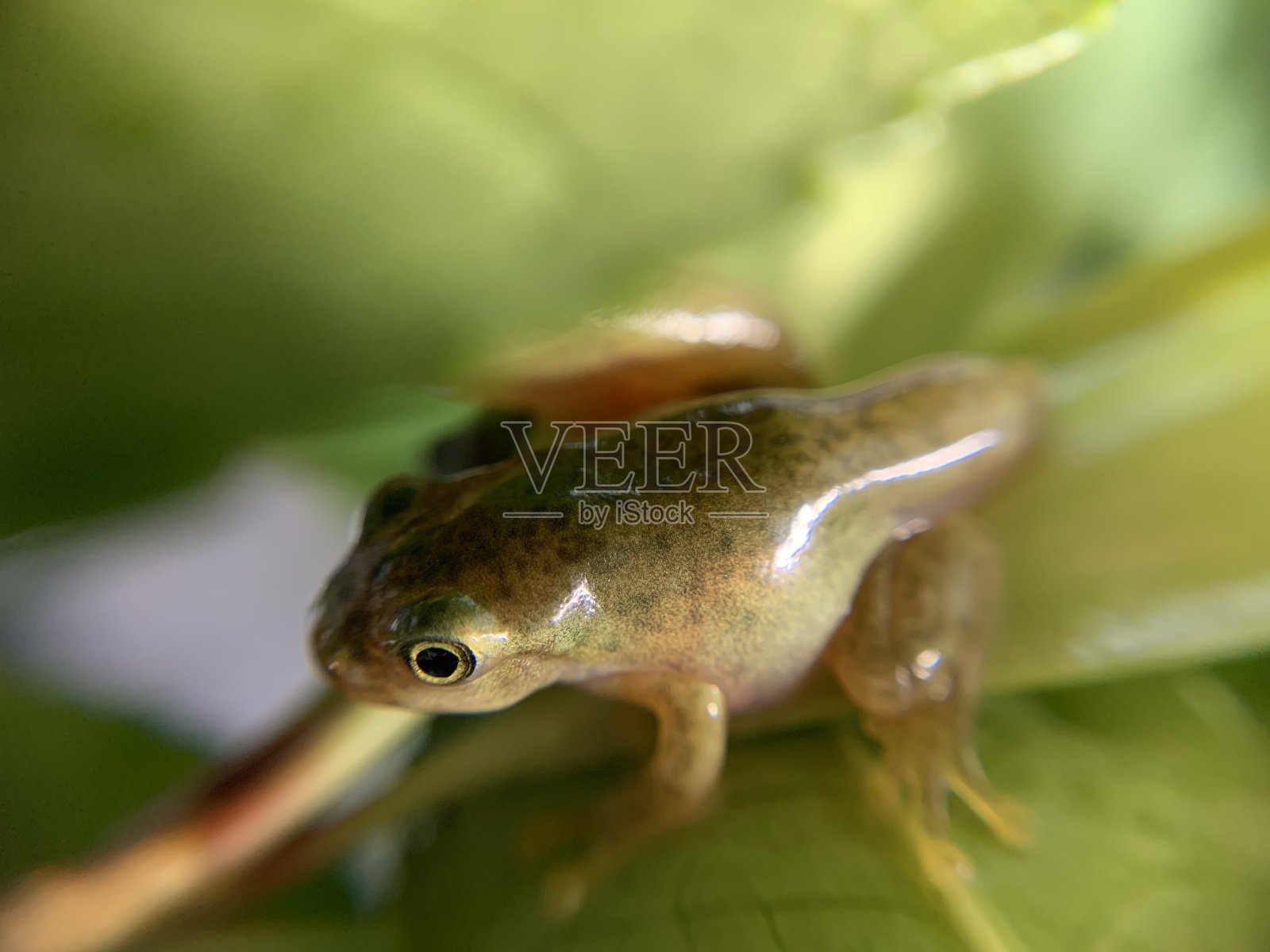 树蛙的孩子照片摄影图片