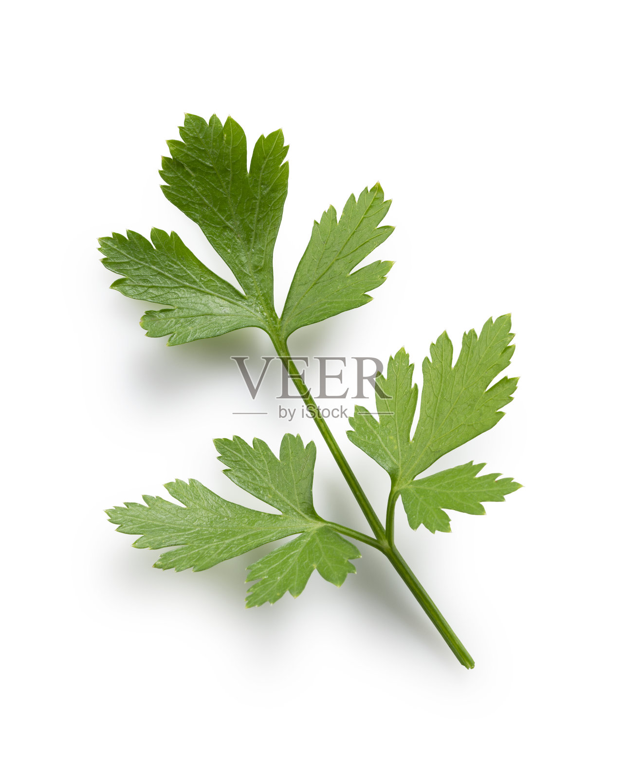 白色背景上的意大利欧芹照片摄影图片
