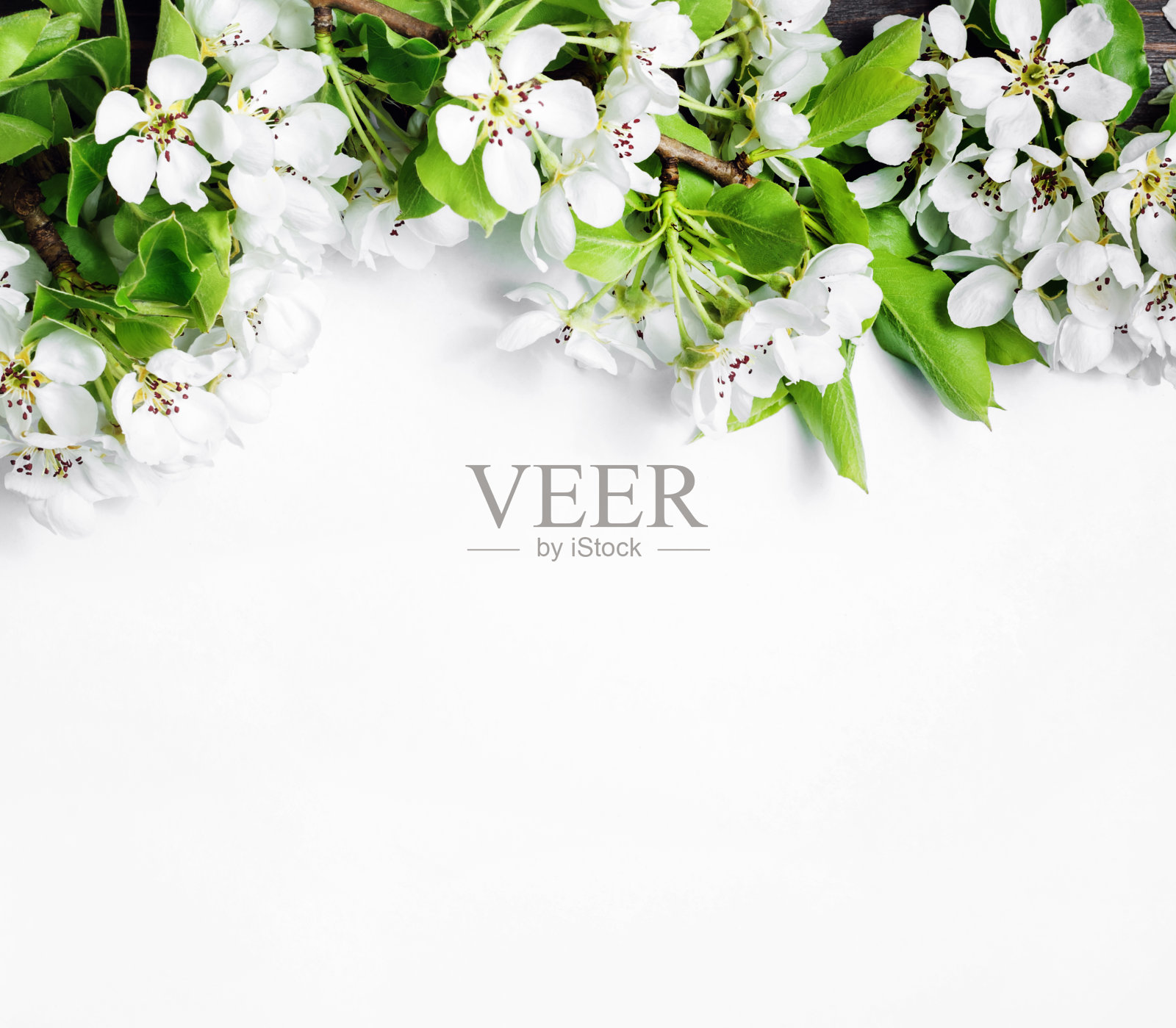 空白背景和花朵照片摄影图片