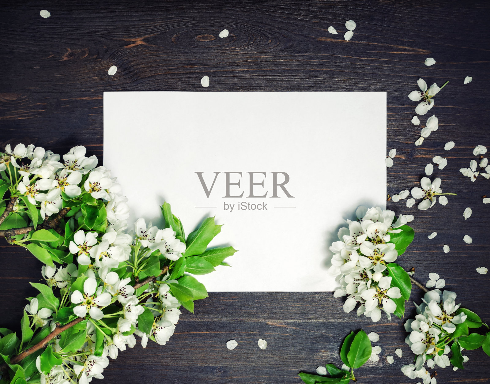 纸背景,春花满园照片摄影图片