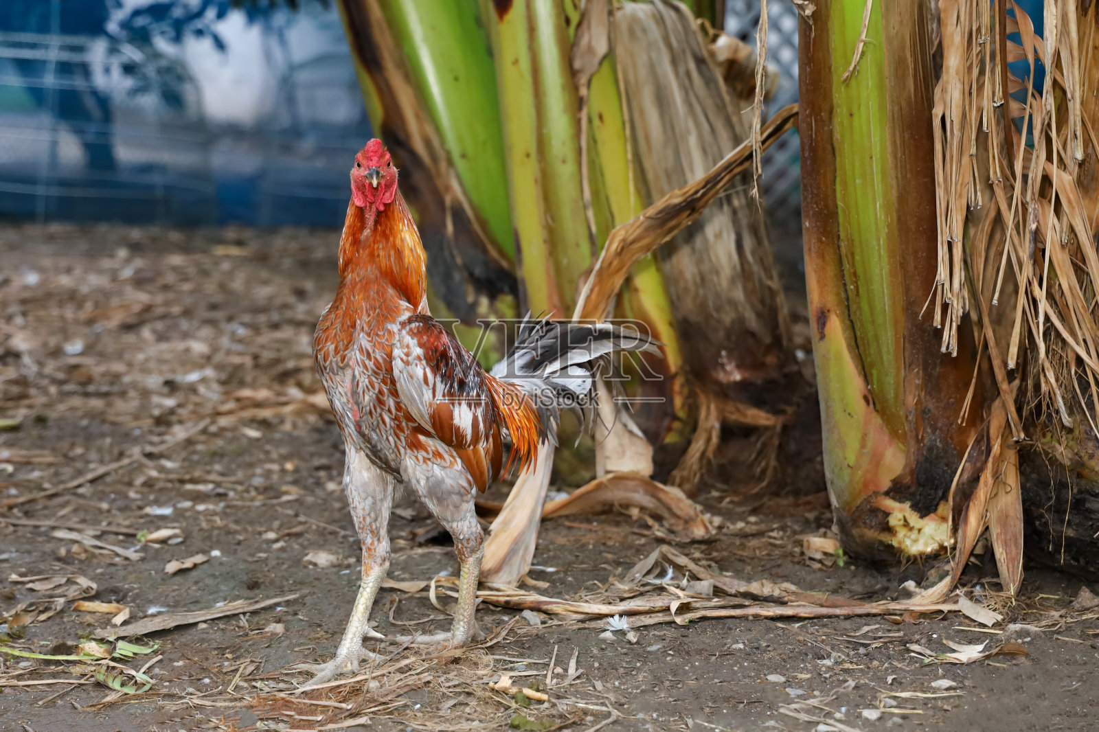 这只色彩鲜艳的斗鸡正在泰国的农场里散步照片摄影图片