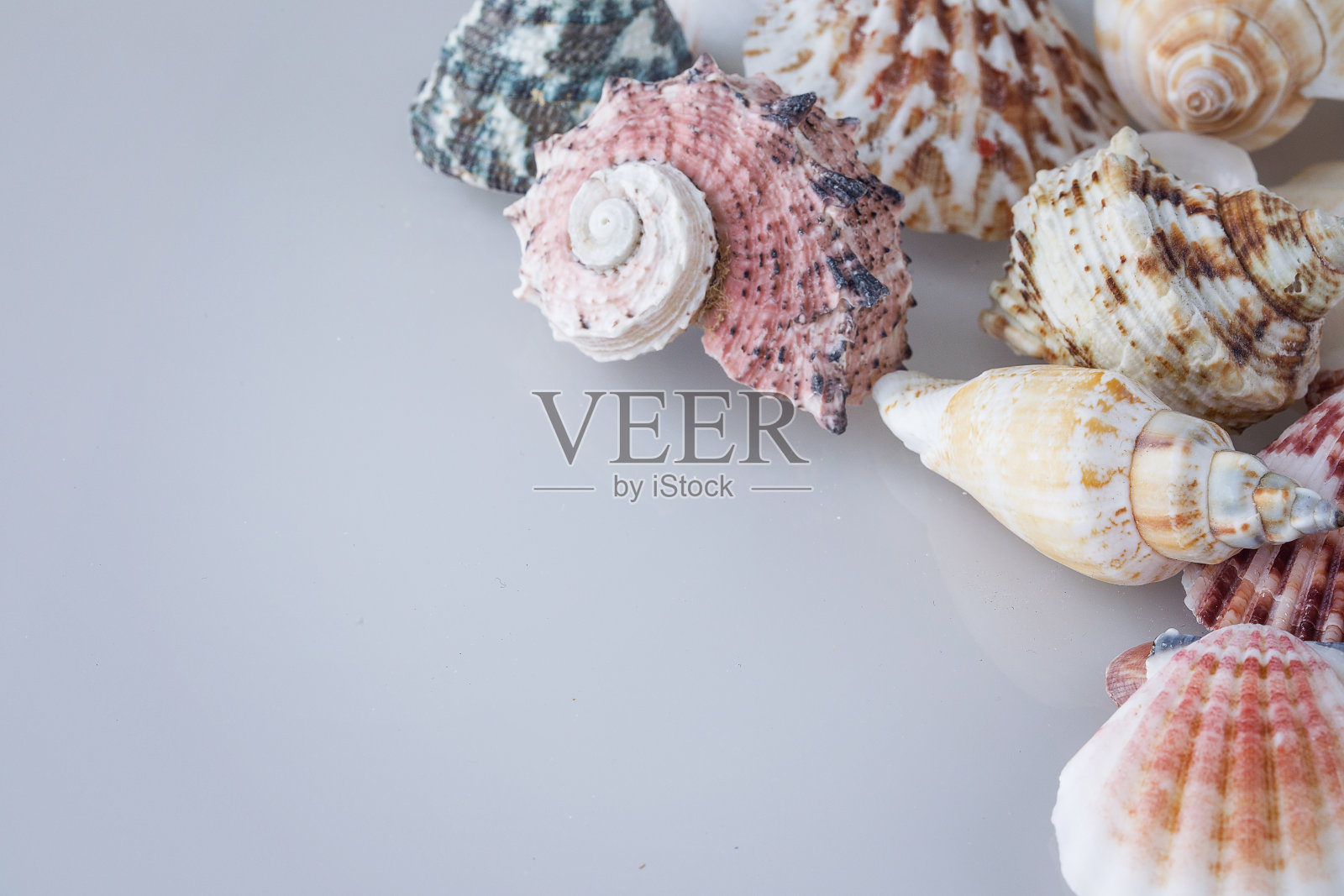 白色背景上的贝壳,高音照片摄影图片
