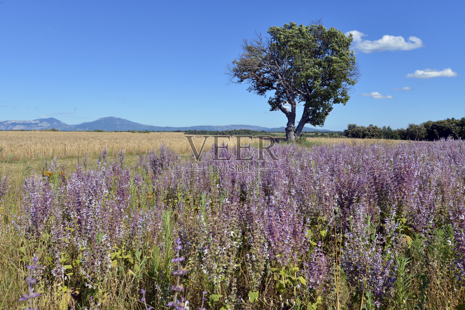 法国鼠尾草田照片摄影图片