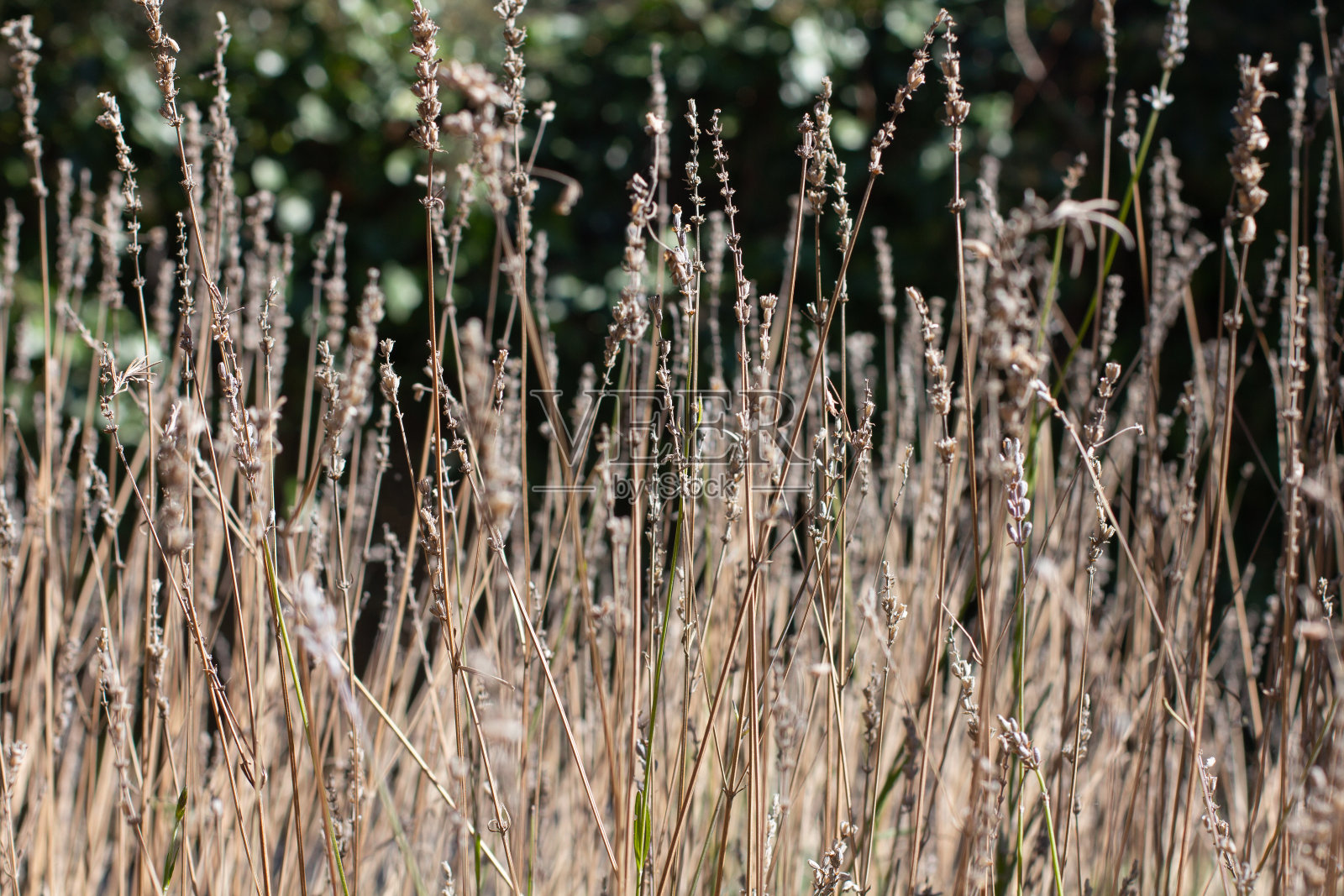 在田里晒干的薰衣草照片摄影图片