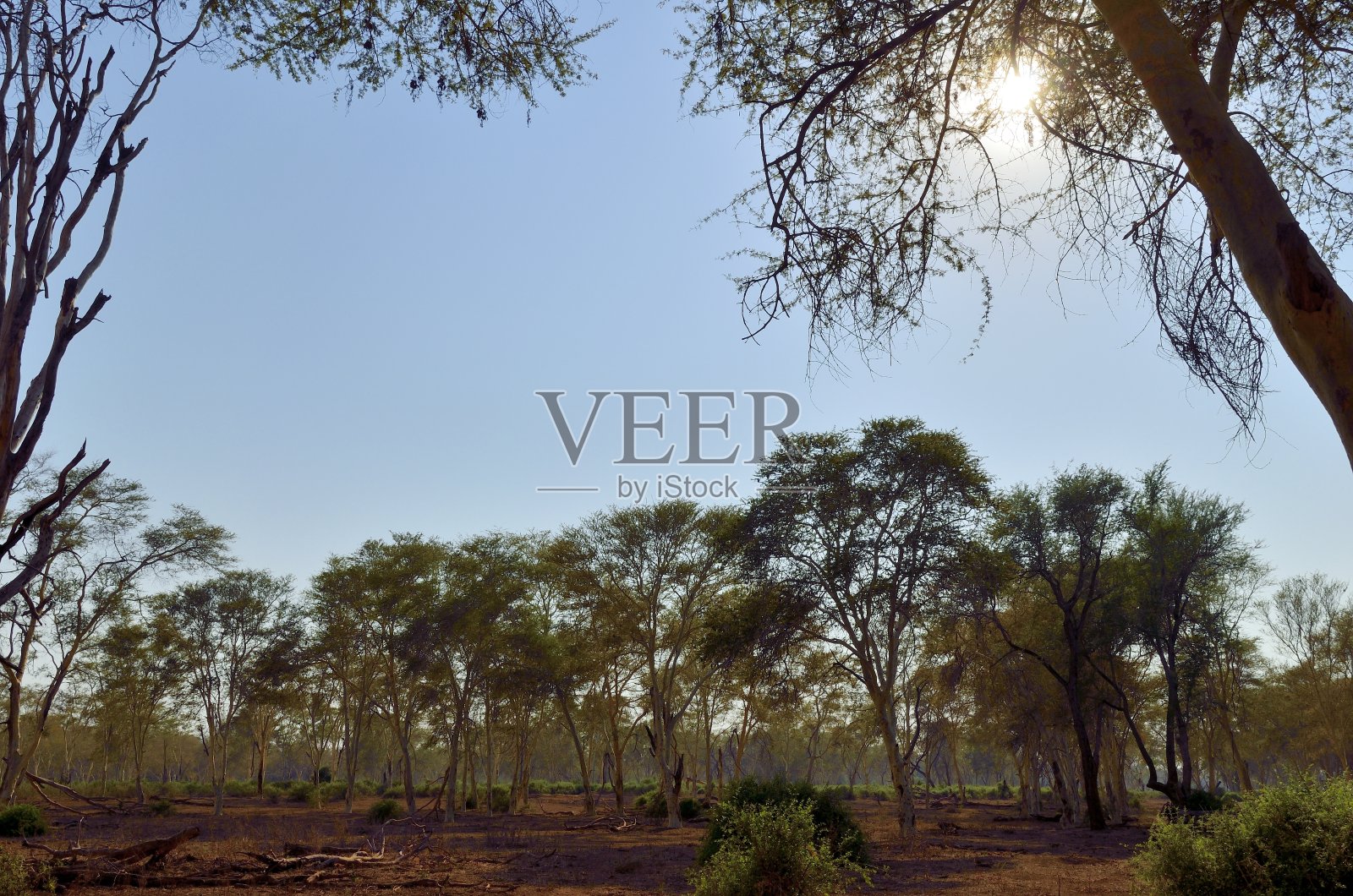 克鲁格国家公园照片摄影图片